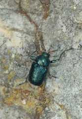 Cryptocephalus cyanipes