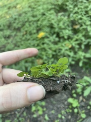 Cardamine pensylvanica