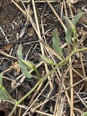 Ipomoea robertsiana