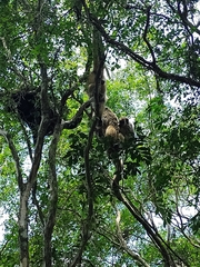 Alouatta caraya