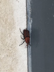 Rhynchophorus ferrugineus