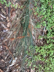 Juncus patens