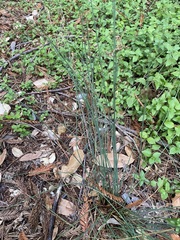 Juncus patens