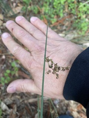 Juncus patens