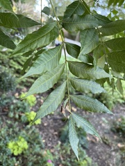 Pistacia chinensis