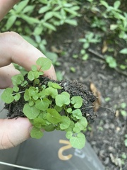 Cardamine pensylvanica