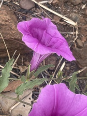 Ipomoea robertsiana