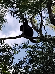 Alouatta caraya