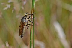 Eutolmus rufibarbis