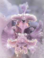 Rhinopias eschmeyeri