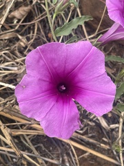 Ipomoea robertsiana