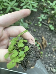 Cardamine pensylvanica