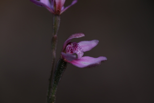 Image of Caladenia nana by (c) Hugo Innes, some rights reserved (CC BY)