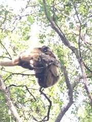 Alouatta caraya