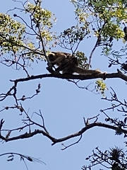 Alouatta caraya