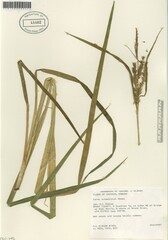 Carex schweinitzii