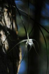 Brassavola cucullata
