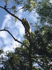 Alouatta caraya