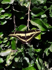 Heraclides thoas