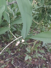 Convallaria majalis