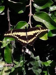 Heraclides thoas