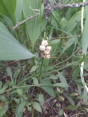 Convallaria majalis