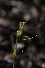 Pterostylis barbata