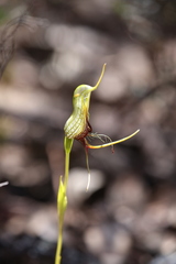 Pterostylis barbata