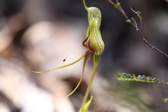 Pterostylis barbata
