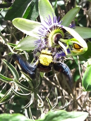 Neoxylocopa