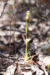 Pterostylis barbata