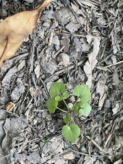 Cardamine pensylvanica