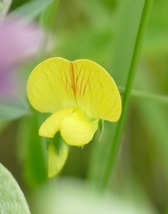 Lathyrus annuus