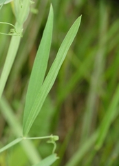 Lathyrus annuus