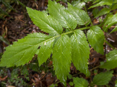 Sambucus gaudichaudiana