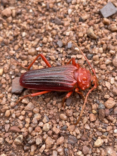 Phaedinus lanio