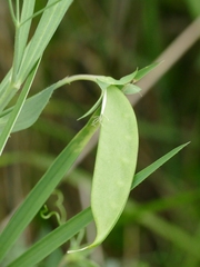 Lathyrus annuus