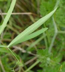 Lathyrus annuus