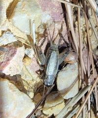 Loxoblemmus