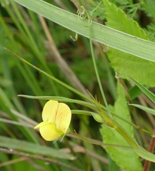 Lathyrus annuus