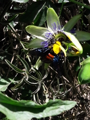 Neoxylocopa