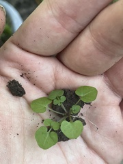 Cardamine pensylvanica