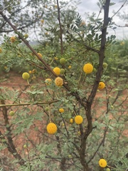 Vachellia exuvialis