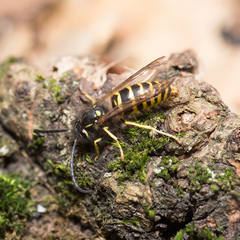 Vespula vulgaris