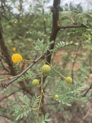 Vachellia exuvialis