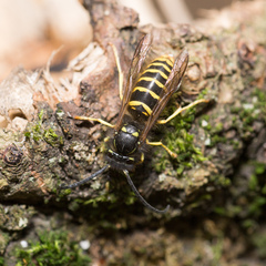 Vespula vulgaris