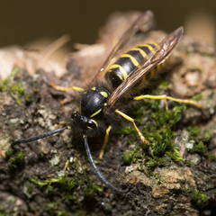 Vespula vulgaris