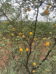 Vachellia exuvialis