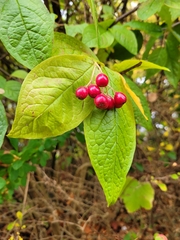 Cotoneaster bullatus