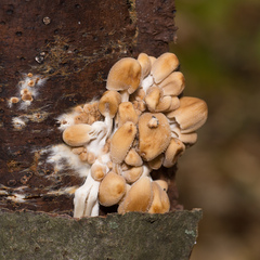 Coprinellus micaceus